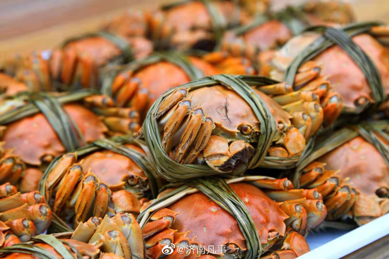 大闸蟹入侵全球,在美国泛滥大肆破坏,要求:抓到后立...