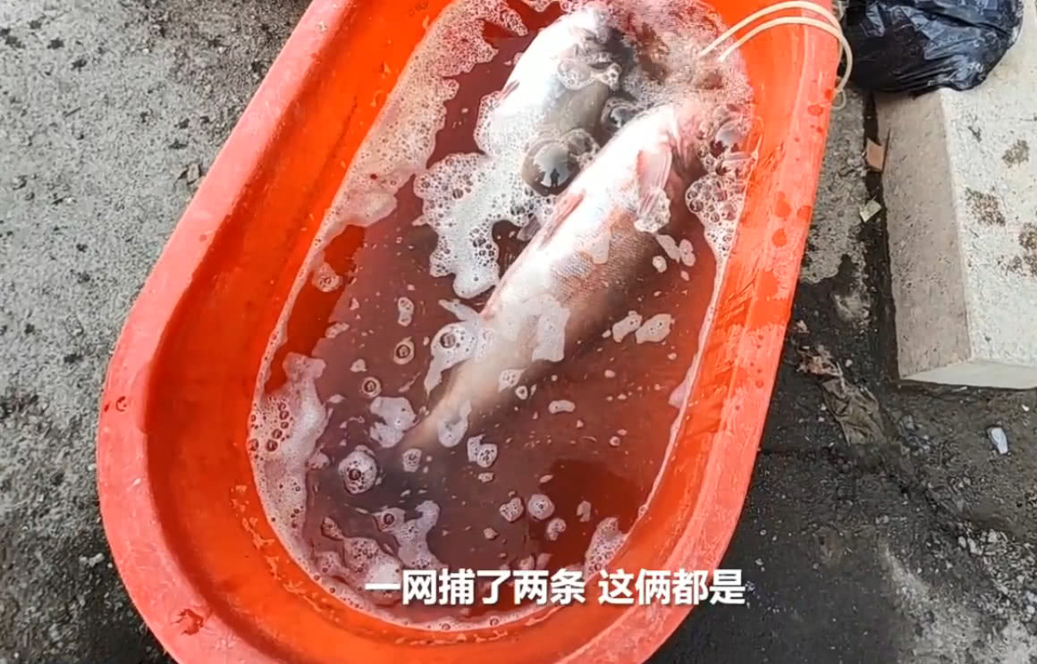 农村人河里捕鱼河边卖鱼,一网下去弄到两条大家伙,都靠它发财了