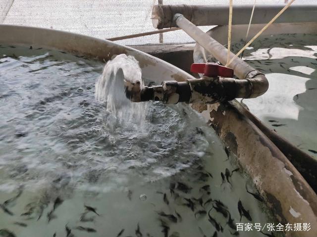 别只顾着吃鲟鱼了，带你走进鲟鱼养殖基地，了解鲟鱼养殖