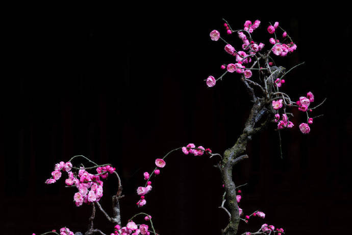 中庭多杂树,偏为梅咨嗟。问君何独然?念其霜