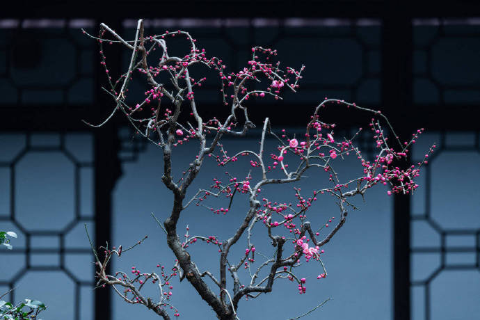 中庭多杂树,偏为梅咨嗟。问君何独然?念其霜