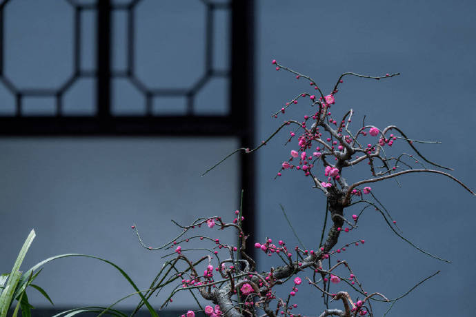 中庭多杂树,偏为梅咨嗟。问君何独然?念其霜