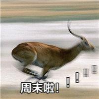 搞笑图片动物奔跑周末啦表情包