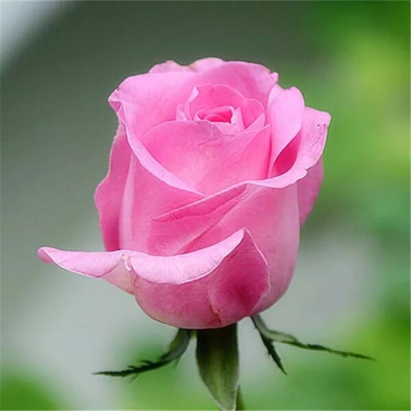 玫瑰品种大全|布尔玛小课堂|花瓣|玫瑰|花色_新浪新闻