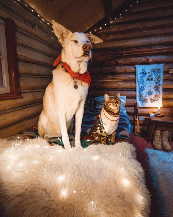 上流社会小说 猫猫狗狗_上流社会小说 猫猫狗狗的图库lh80.cn