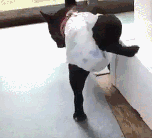 高娓娓:跨个年还得穿成人尿布,纽约时代广场新年派对囧事多!