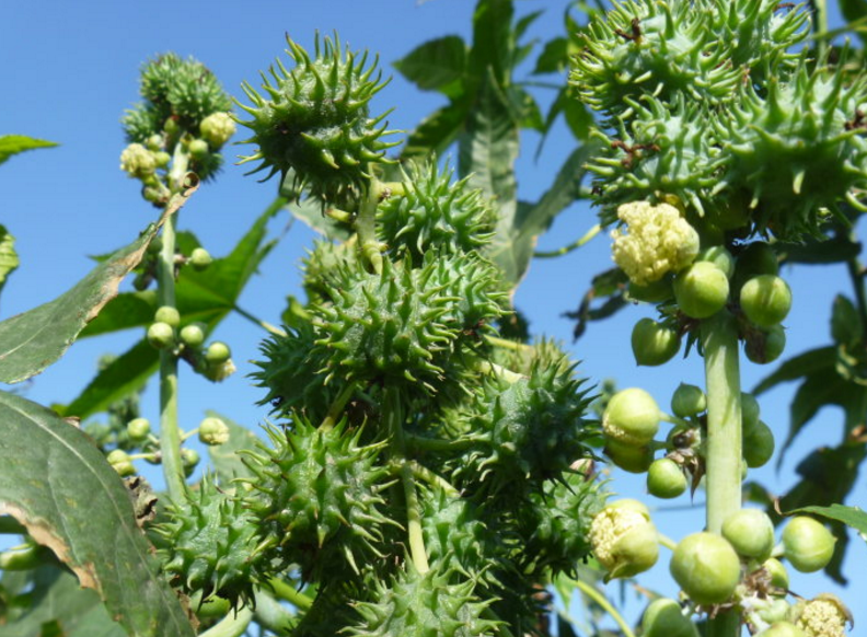 农村这植物有毒，牲畜都不吃，如今价值珍贵，靠它榨油年入10万