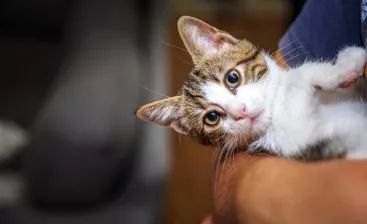 “铲屎的，猫不是这么养的！”