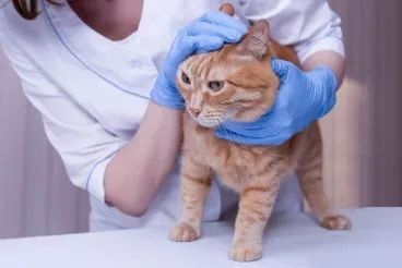 “铲屎的，猫不是这么养的！”