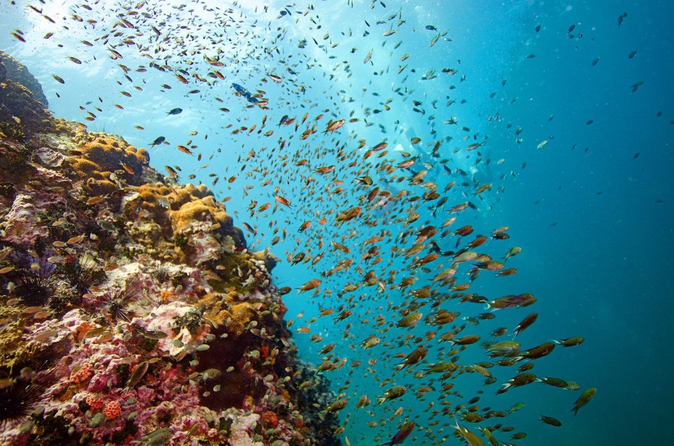 【携程攻略】普吉岛皇帝岛景点,真想要好好潜水的，请到当地订 PADI Discover Diving Course，差不多…