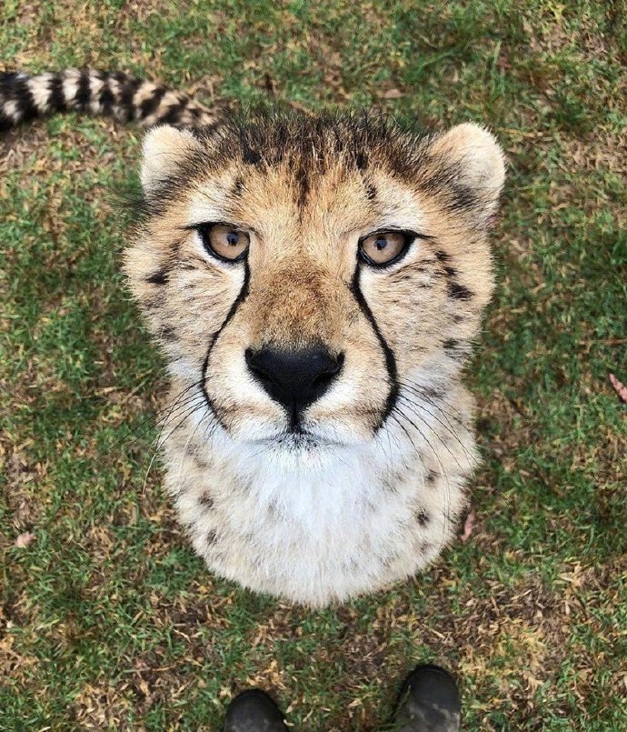 会卖萌的大猫