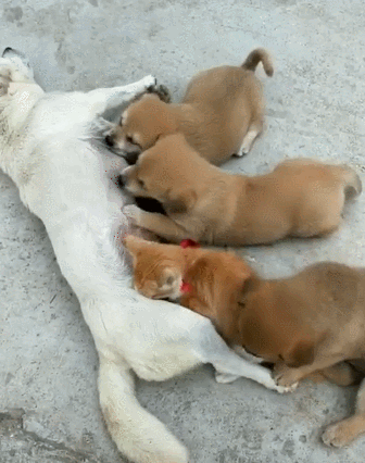 猫咪和狗狗们抢奶喝,猫咪:别拽我,小狗:起开,你个蹭饭