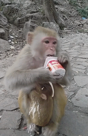 猴妈妈喝酸奶撒一地,小猴被撒一身,游客一看笑喷