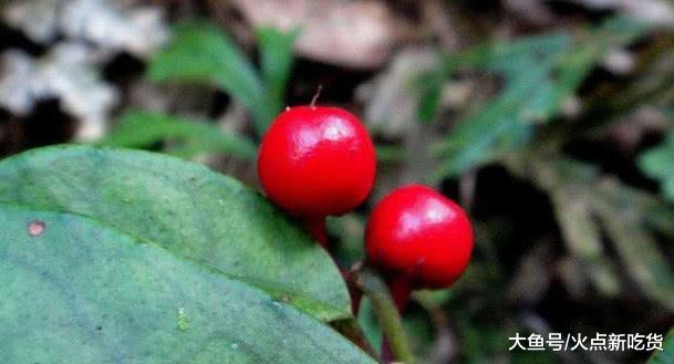 农村这种野生植物可做盆景,具有观赏价值,你们家乡有见过没