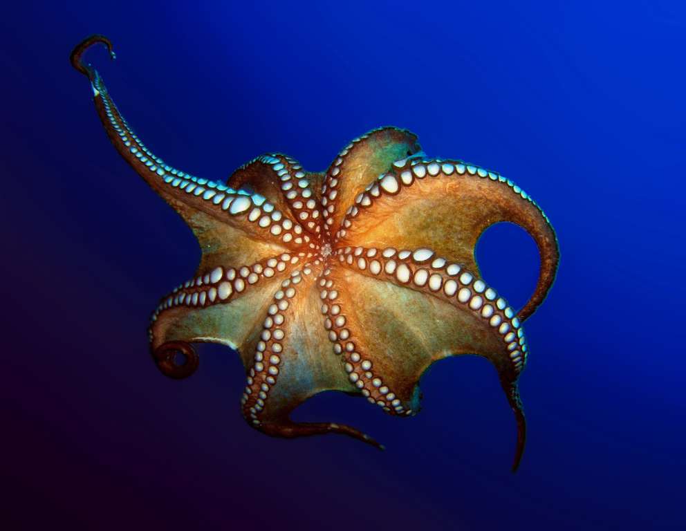 旅行看世界:迷人的水下生活,这些海洋生物你在海洋公园见过吗?