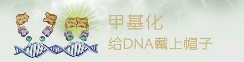 躁郁症患者老得更快，并且他们的大脑可能发炎了