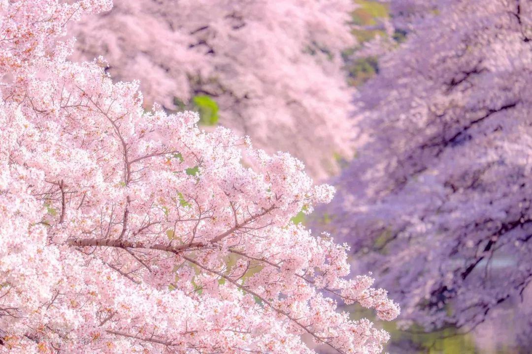 浪漫樱花季，TA才是你的忠实伴侣