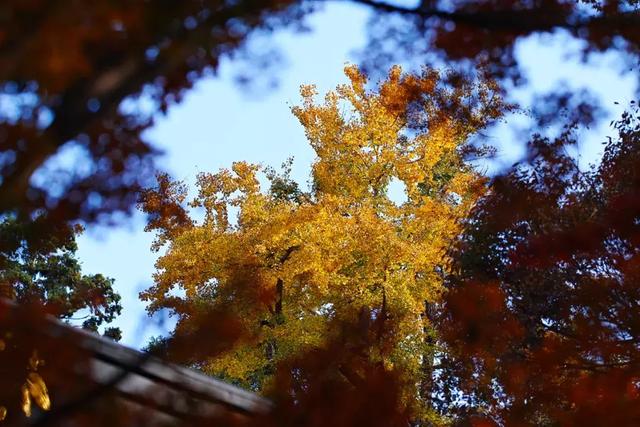 X3｜40mm F1.4 Art 冬日鐮倉紅葉之凄美