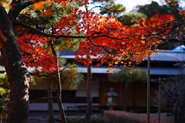 X3｜40mm F1.4 Art 冬日鐮倉紅葉之凄美