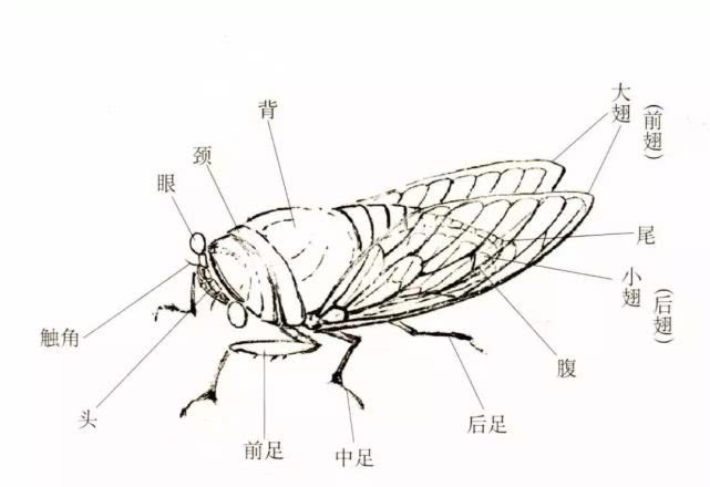 国画教程蝉的画法