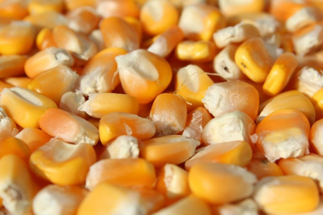 玉米种子买的时候一斤几块,而卖的时候,一斤才几毛,你怎么看?