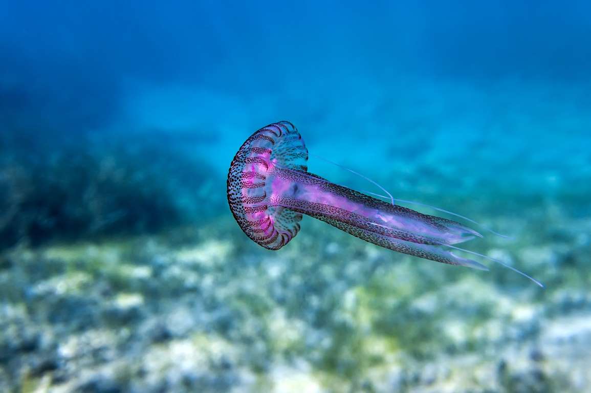 旅行看世界迷人的水下生活这些海洋生物你在海洋公园见过吗