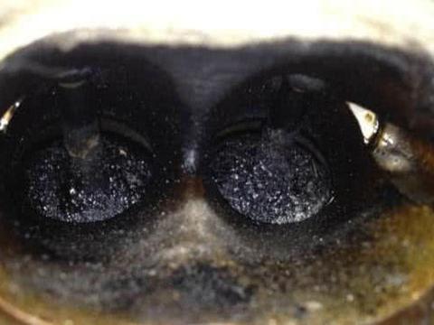 车辆上“积碳”跑高速能清理？老司机：假的，今天告诉大家真相