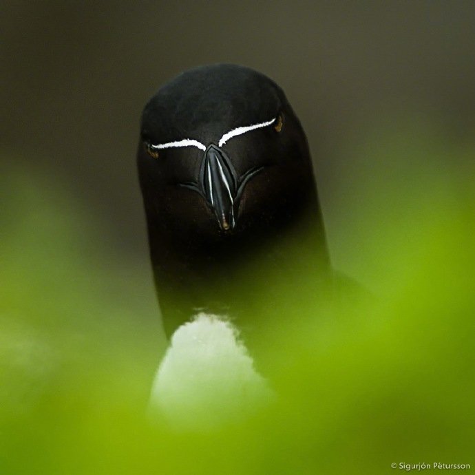 月入2万的兼职女仆到底是什么工作?