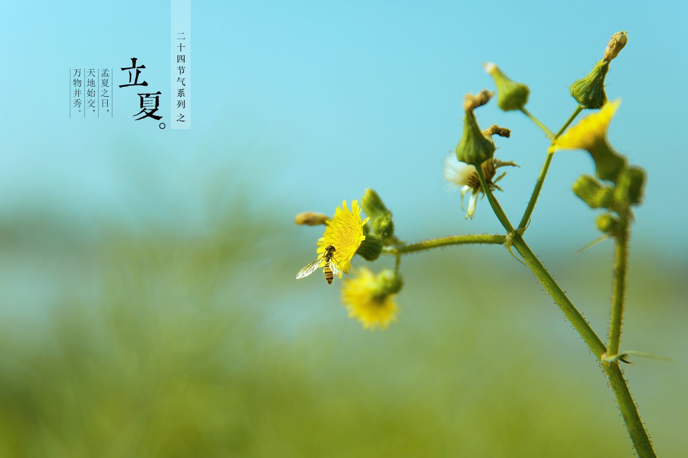 第七个节气,是夏季的第一个节气,表示孟夏时节正式开始.夏