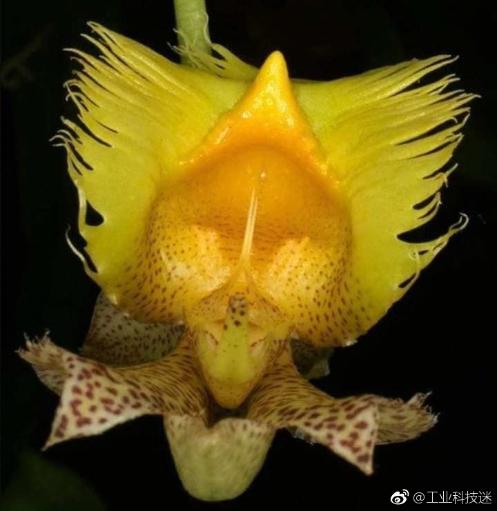 世界上最奇怪的花,请专家指出他们的名字