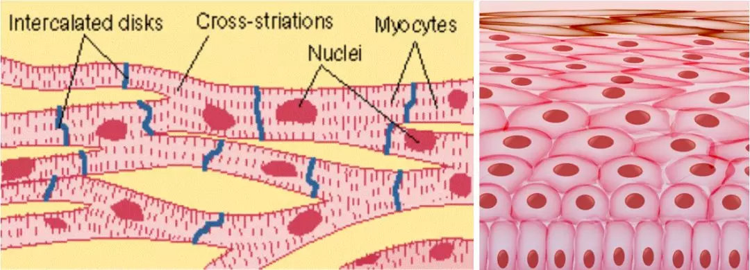 躁郁症患者老得更快，并且他们的大脑可能发炎了