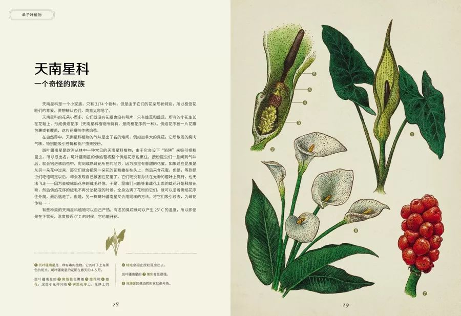 《植物博物馆》| 一本书就是一座博物馆，开始绚烂的植物王国之旅吧
