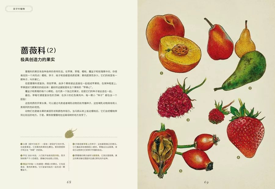 《植物博物馆》| 一本书就是一座博物馆，开始绚烂的植物王国之旅吧