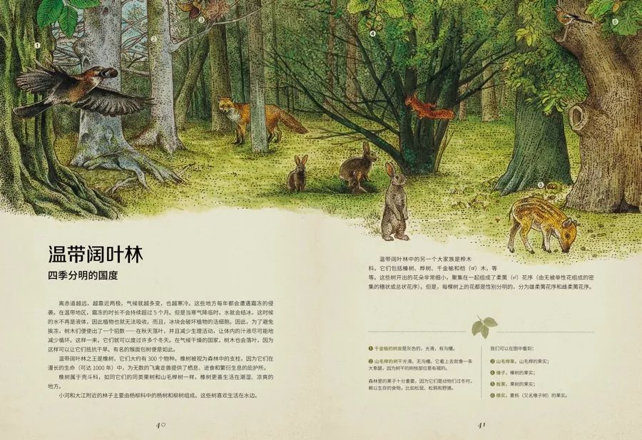 《植物博物馆》| 一本书就是一座博物馆，开始绚烂的植物王国之旅吧
