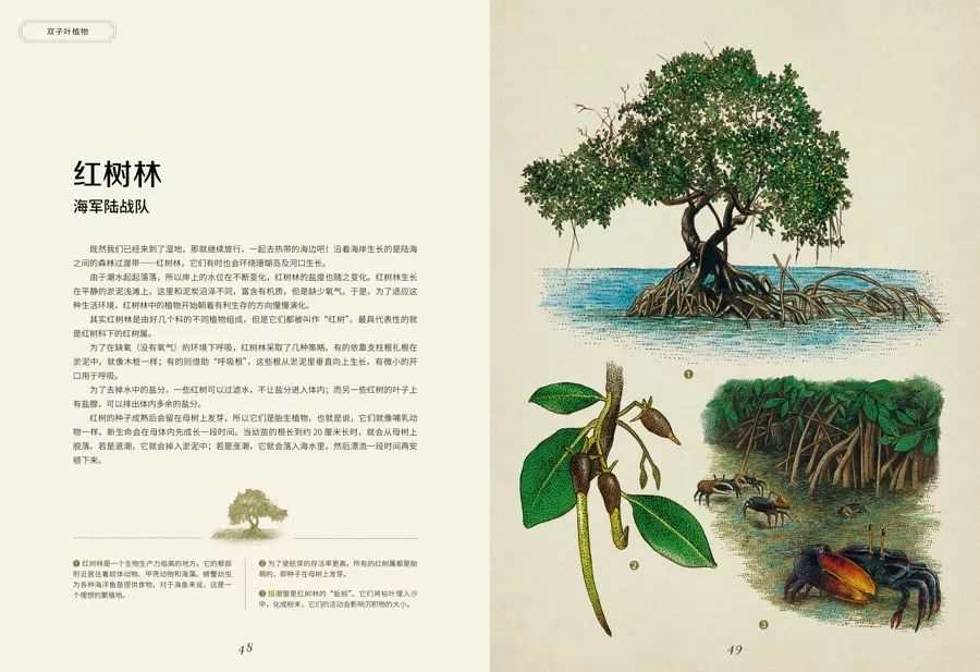 《植物博物馆》| 一本书就是一座博物馆，开始绚烂的植物王国之旅吧
