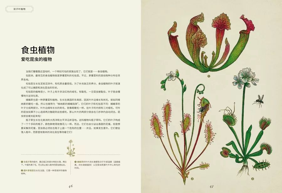 《植物博物馆》| 一本书就是一座博物馆，开始绚烂的植物王国之旅吧