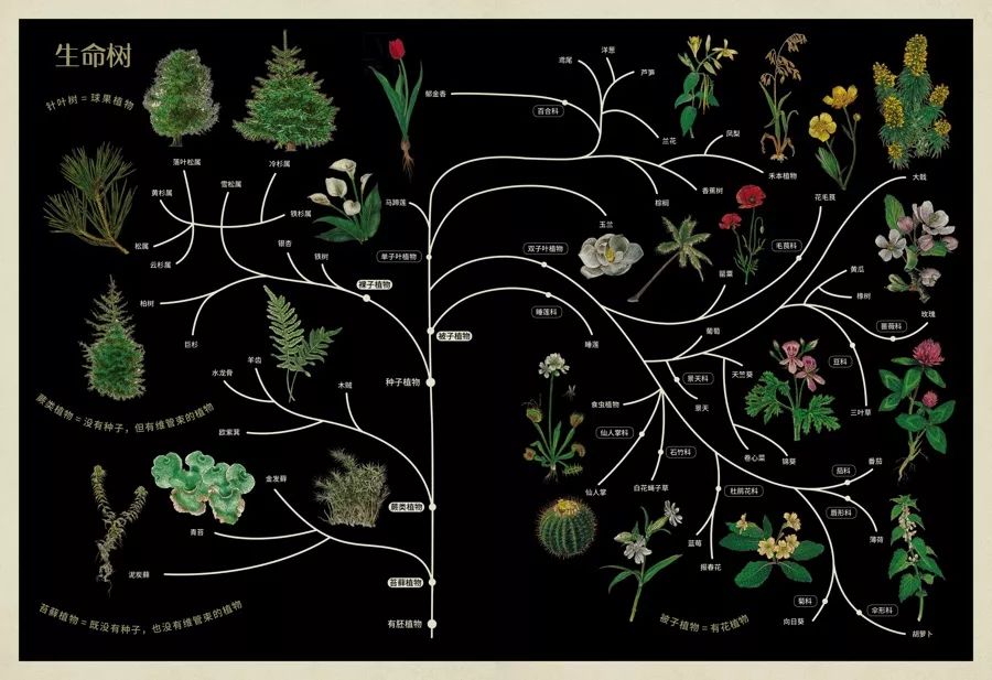 《植物博物馆》| 一本书就是一座博物馆，开始绚烂的植物王国之旅吧