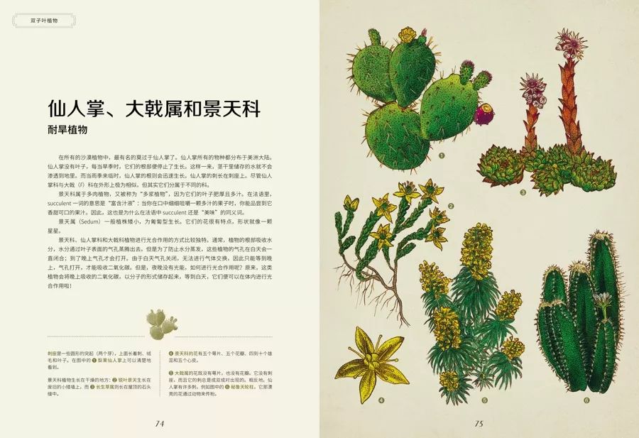 《植物博物馆》| 一本书就是一座博物馆，开始绚烂的植物王国之旅吧