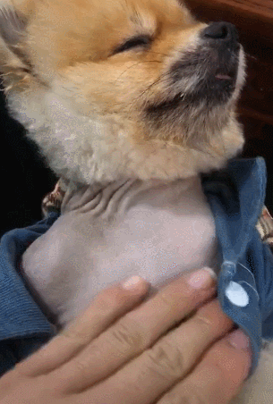 小狗扣子被解开,一脸陶醉,网友看到狗表情后纷纷不淡定!