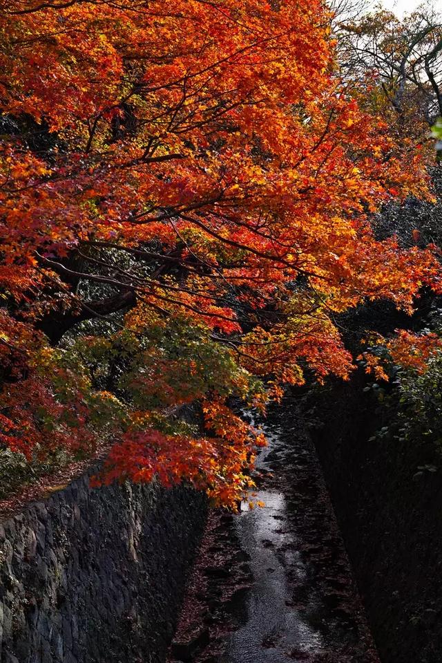 X3｜40mm F1.4 Art 冬日鐮倉紅葉之凄美