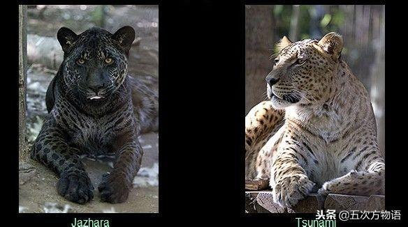 除了狮虎兽，你还见过其它杂种大猫吗？