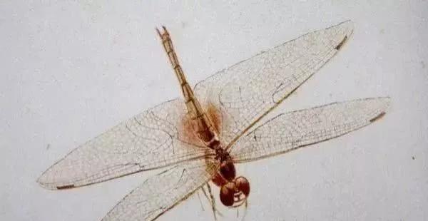 ���ʯ�������ѣ�����дʵ���ܺ���Ƭ������