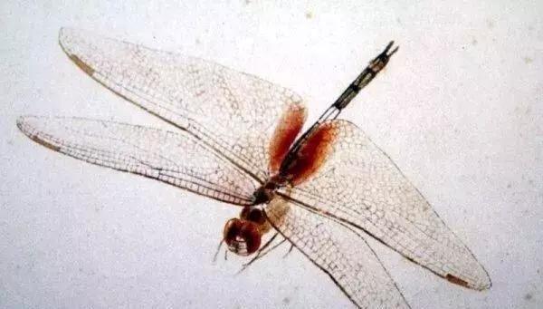 ���ʯ�������ѣ�����дʵ���ܺ���Ƭ������