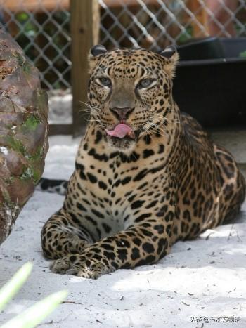 除了狮虎兽，你还见过其它杂种大猫吗？