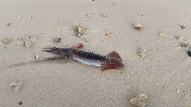 沙滩看见一只死鱿鱼，走进蹲下，突然好多害羞的贝壳四散跑了……