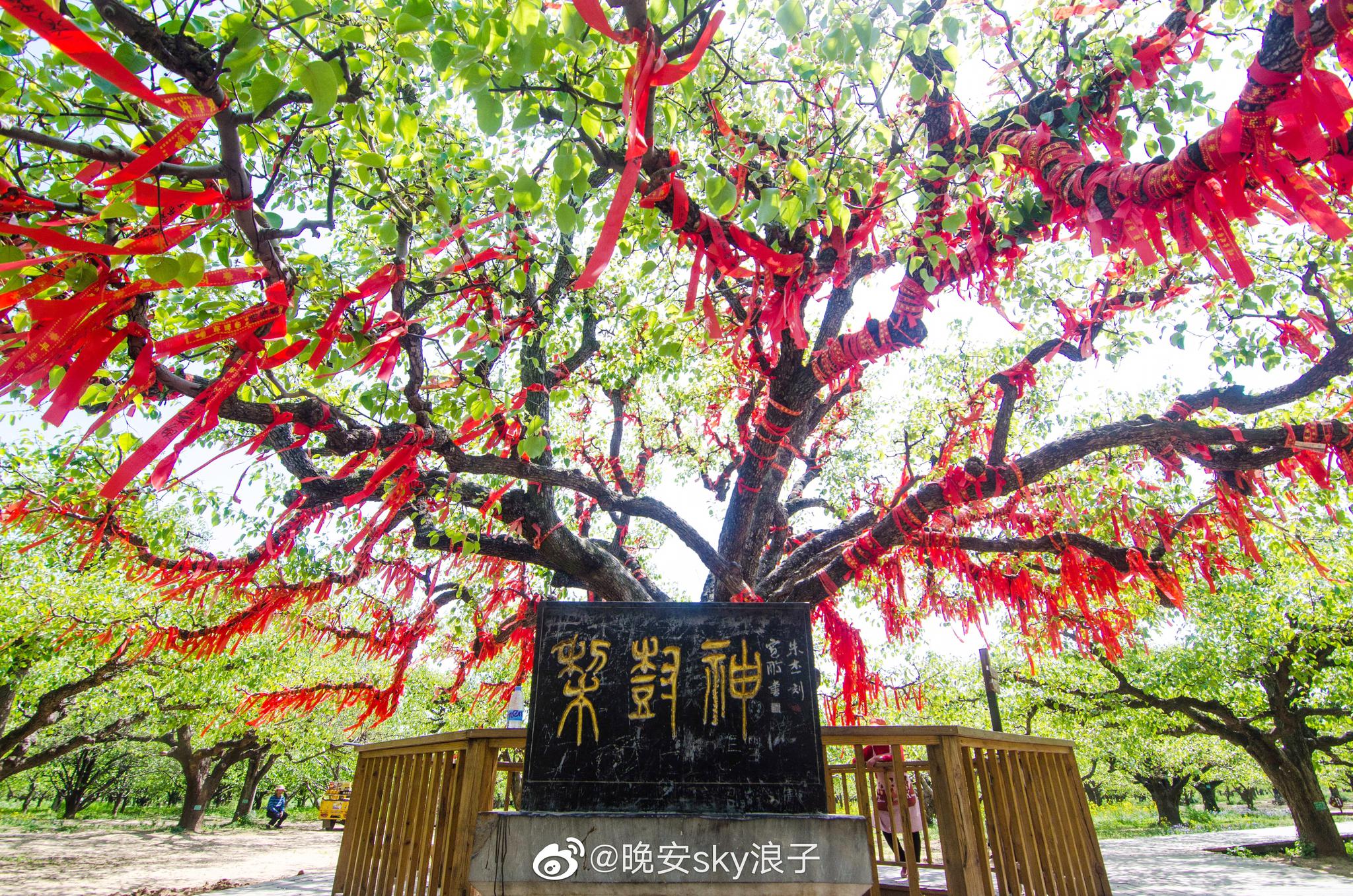 砀山梨树王风景区,全国各地的砀山梨都是出自这里,无人机飞上天空