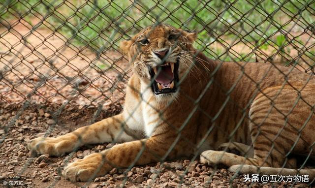 除了狮虎兽，你还见过其它杂种大猫吗？