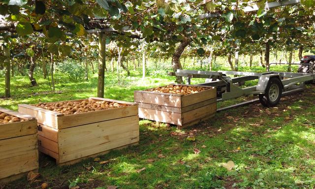 原产于中国乳名鹅莓的土货,被新西兰的