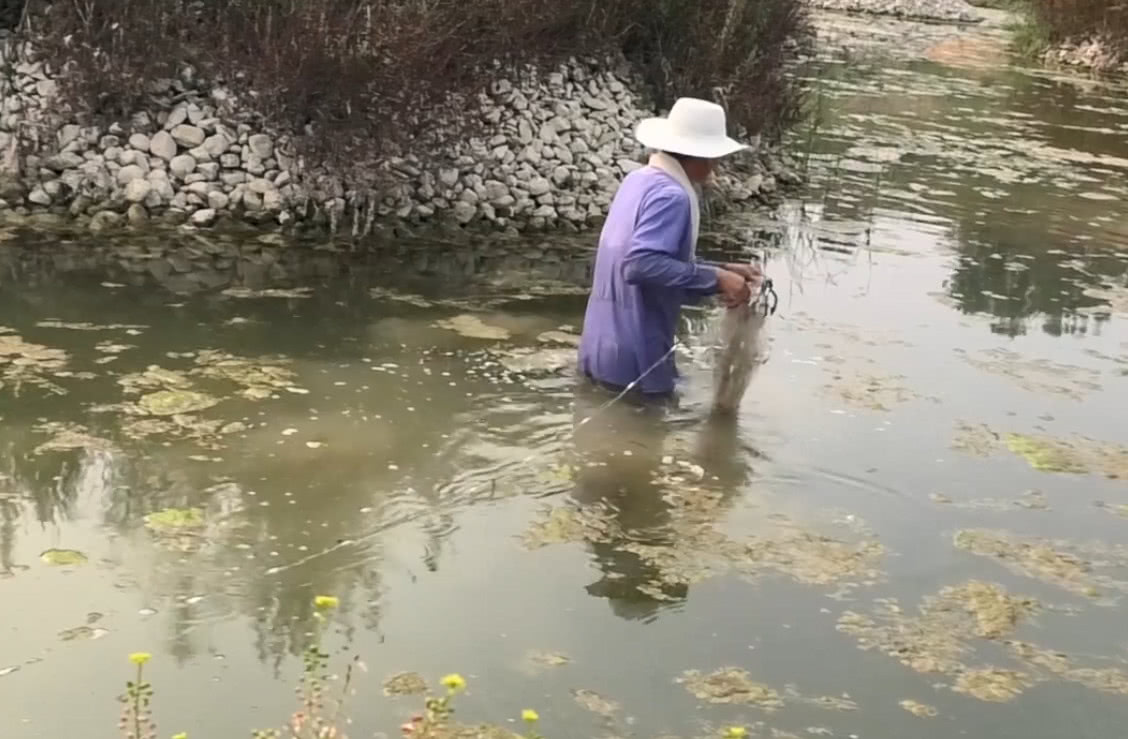 大叔去山塘逮鱼,刚下完网鱼就挂满了,一个人摘鱼实在忙不过来