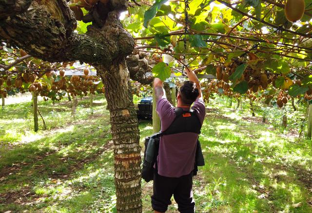 原产于中国乳名鹅莓的土货,被新西兰的